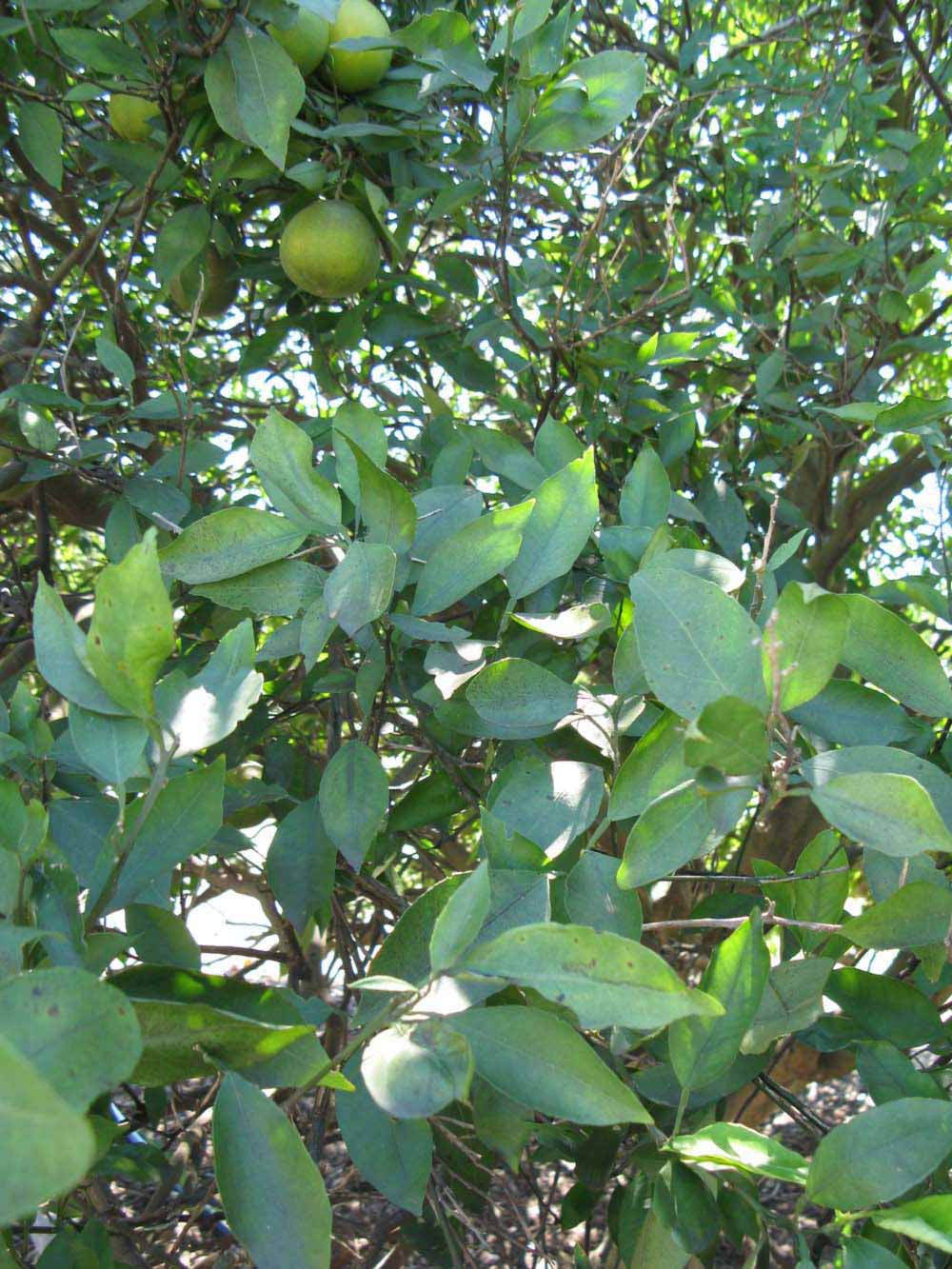              Shade leaves (Winter Haven, FL)       